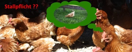 Stallpflicht bei Hühnern
