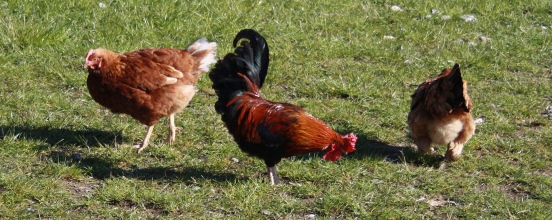 Wie lang lebt ein Huhn?