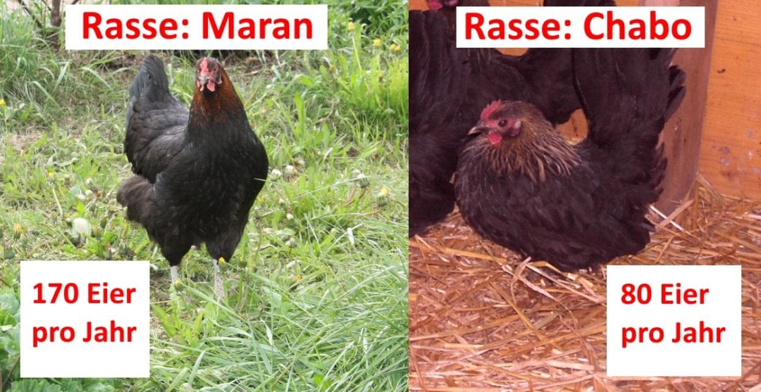 Wie viele Eier legen Hühner - Rasse