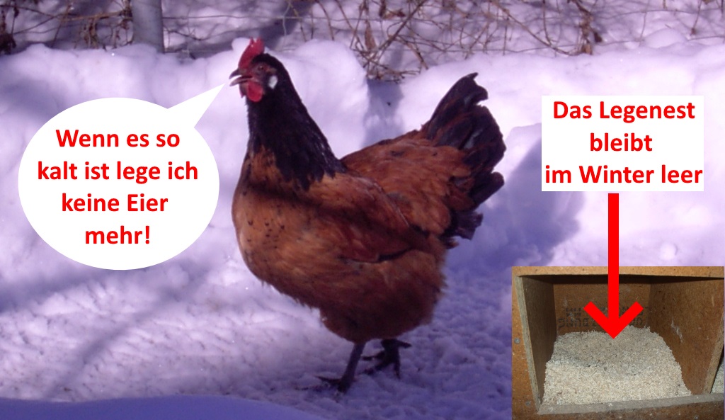 Wie viele Eier legen Hühner im Winter?