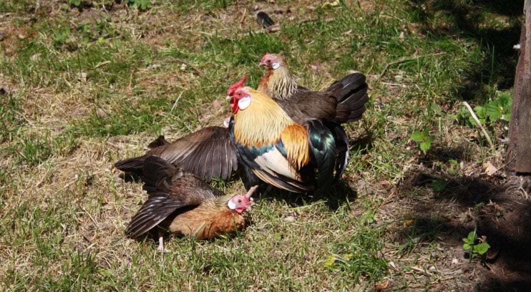 Auslauf am Hühnerstall