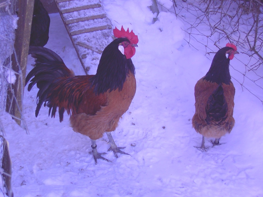 Hühner in der Kälte