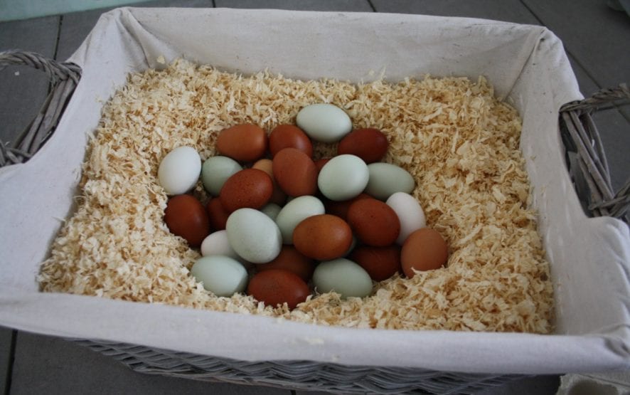 Wie viel kostet ein Huhn? - Preise von Legehühnern im Überblick hier!
