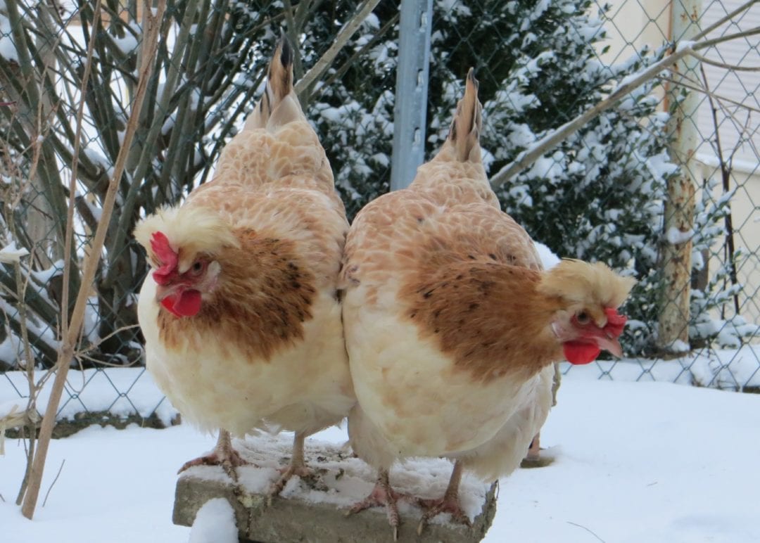 Robuste Sulmtaler Hühner im Winter