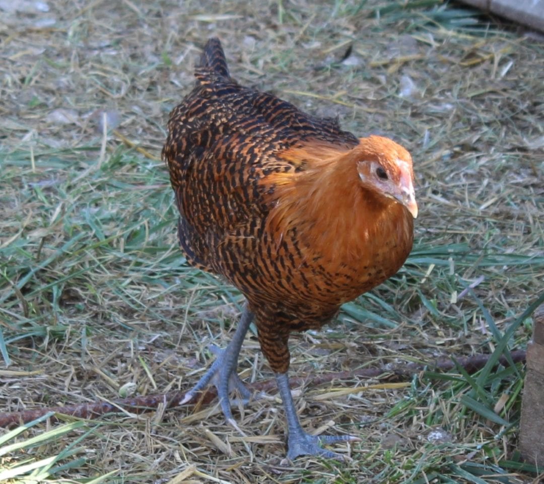 Westfälische Totleger goldsprenkel