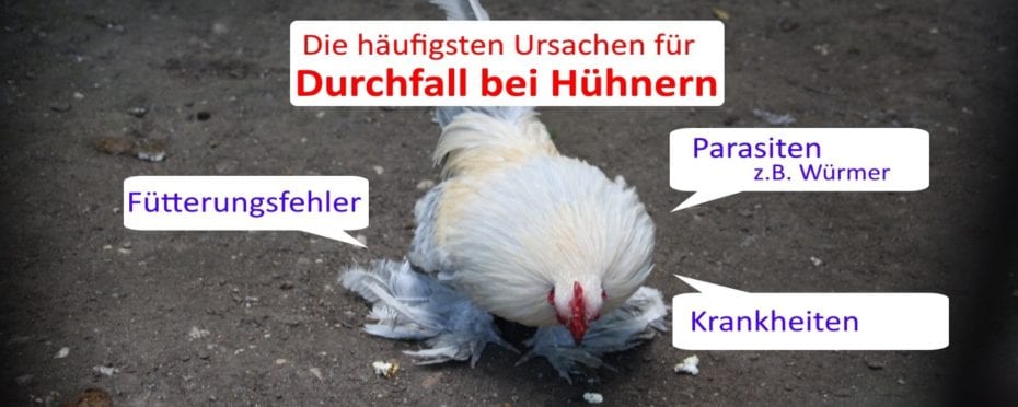 Symptome Der Vogelgrippe Bei Hühnern www.huehner-hof.com