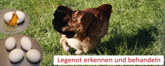 Legenot bei Hühnern