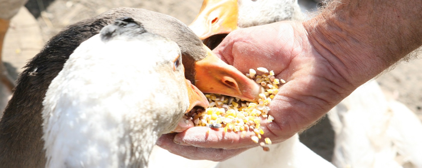 Artgerechte Ernährung der Enten: Freilauf und etwas Zusatzfutter reichen!