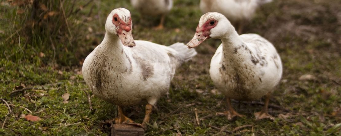 Geschlecht bei Enten erkennen