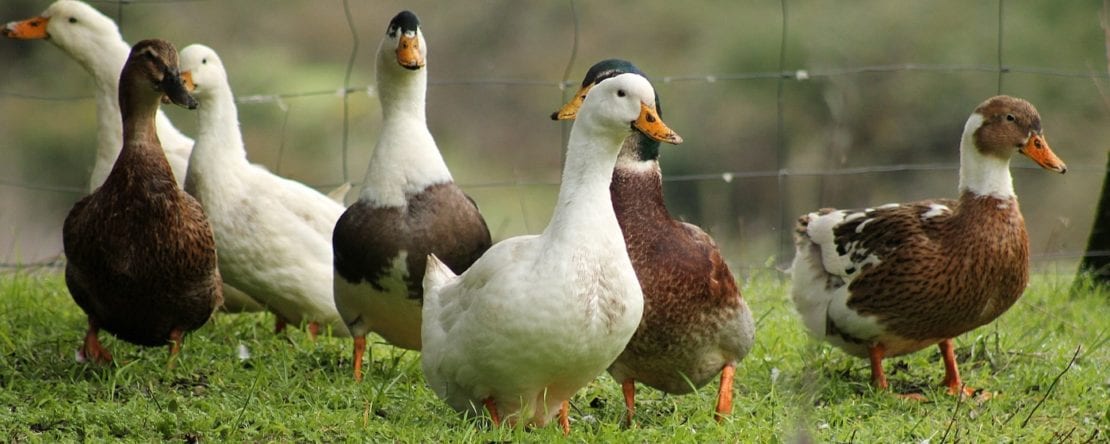 Enten halten für Anfänger im eigenen Garten