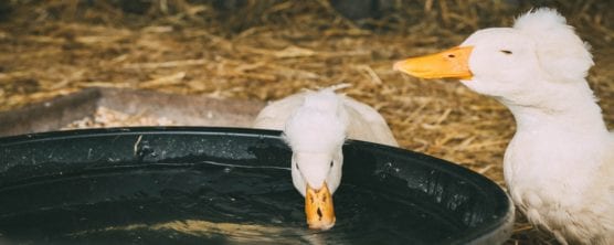 Enteneier Fragen Kann man Enteneier essen und wie schmecken sie?