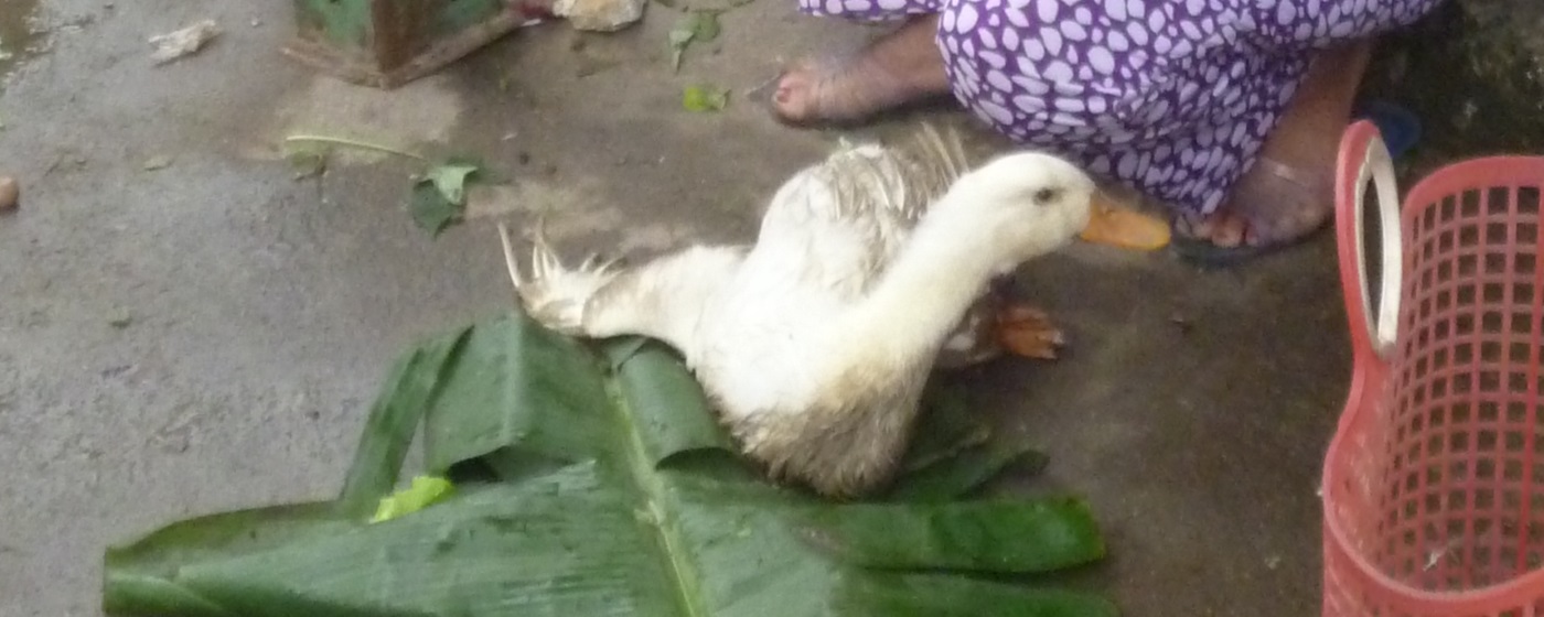 Geflügel frauen schlachten Enten schlachten