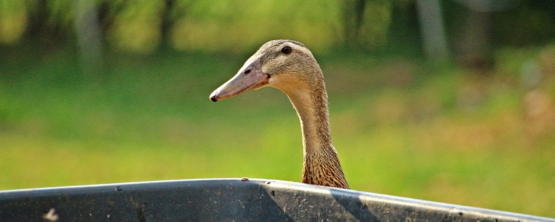 Enten im Wohngebiet - Ist das erlaubt?