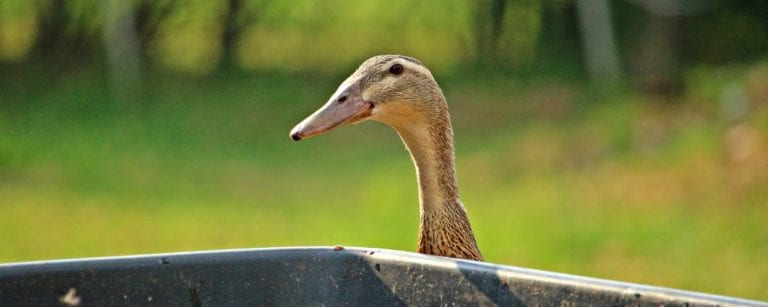Womit Kann Man Enten Füttern Wie kann man das Geschlecht bei Enten erkennen? So machts der Profi