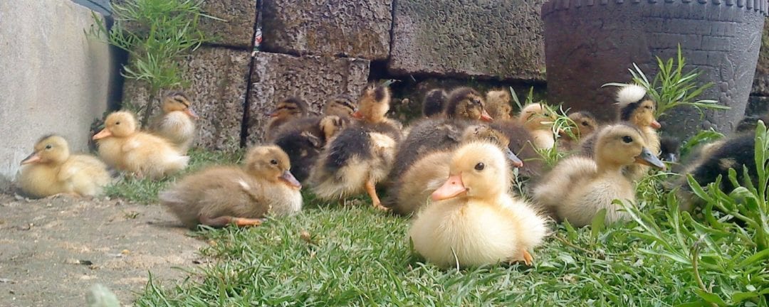 Enten halten im eigenen Garten Wir erklären in 10 Minuten wie es geht!!