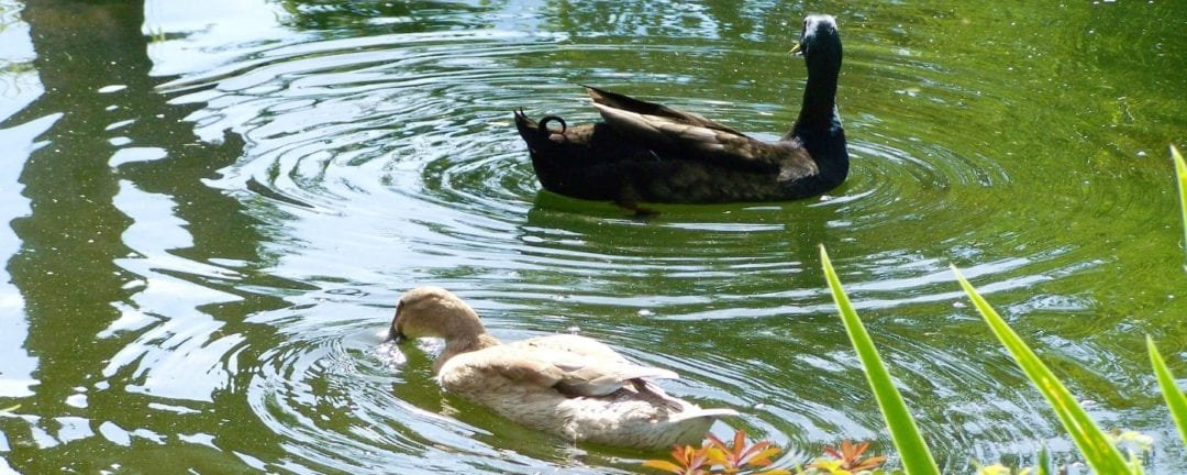 Einen Ententeich anlegen So legen Sie einen Teich für ihre Enten an!