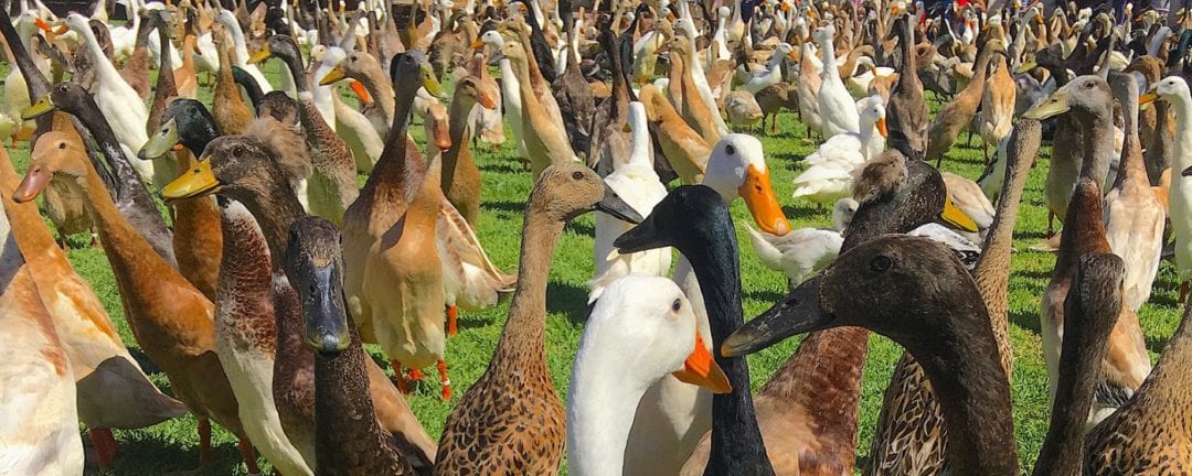 Enten halten im eigenen Garten Wir erklären in 10 Minuten wie es geht!!
