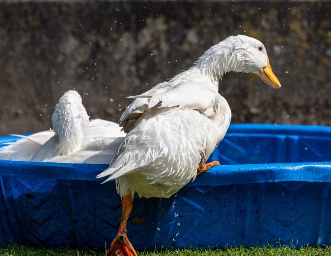 Enten baden im Wasser