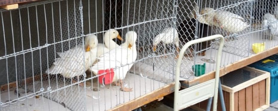Darf man Enten im Wohngebiet halten? Pflichten&Rechte des Entenhalters