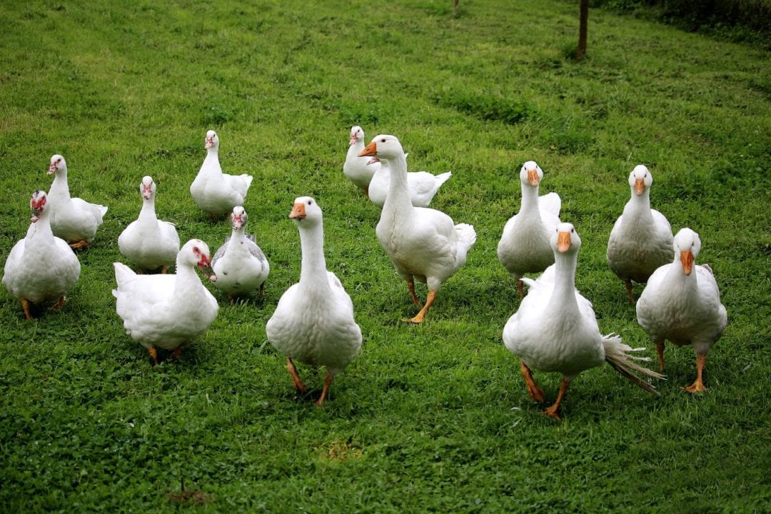 Enten halten auf viel Platz