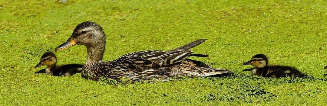 Darf man Enten im Wohngebiet halten? Pflichten&Rechte des Entenhalters