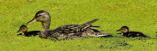 Entenarten in der Natur