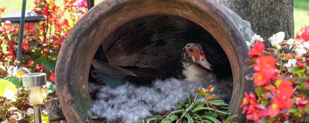 Enten halten im eigenen Garten Wir erklären in 10 Minuten wie es geht!!