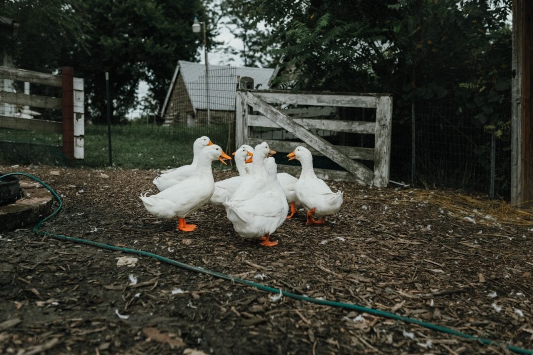 Das Gehege für die Enten