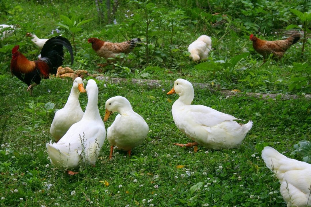 Ernährung - Enten finden viel Futter im Freilauf