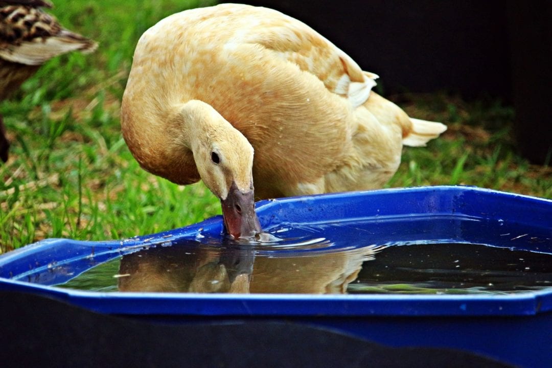 Enten säubern ihr Futter im Wasser