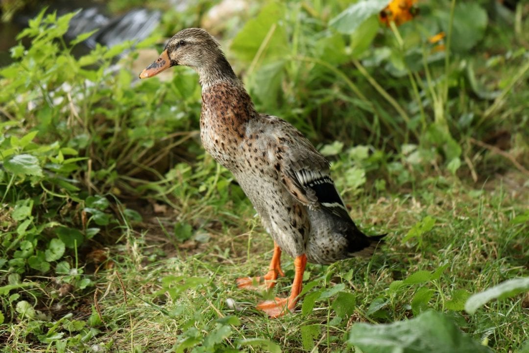 Laufenten wollen in den Garten