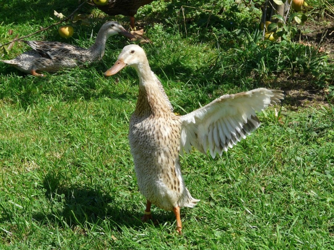 Enten brauchen Platz