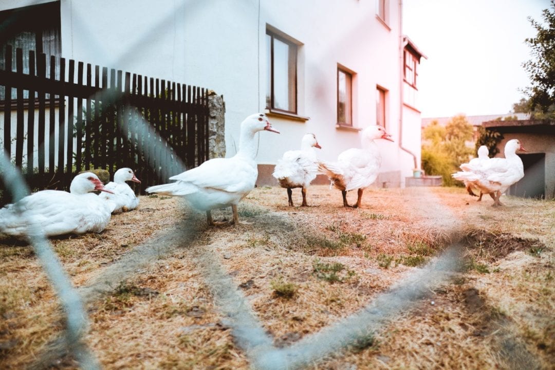 Idealer Standort für den Stall der Enten