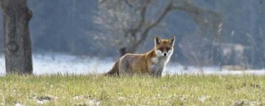 Fuchs im Hühnerstall - Fressfeinde der Hühner