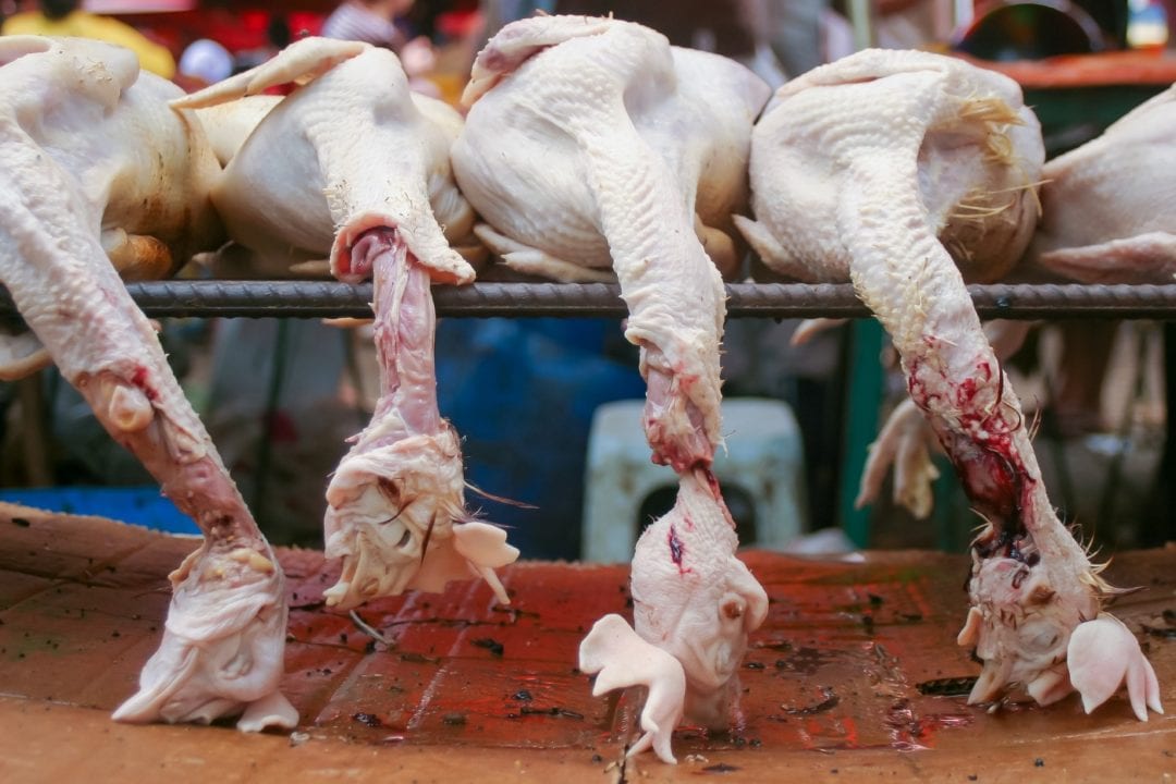 Hühner geschlachtet