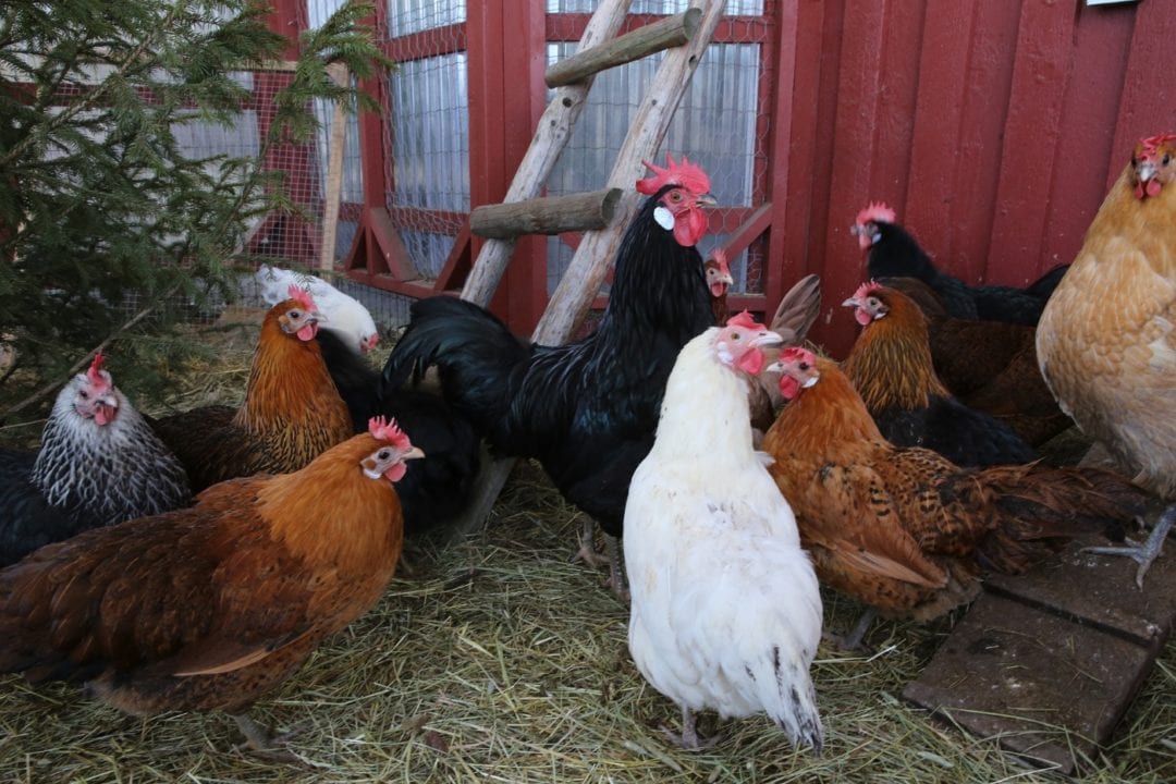 Hühner sind sicher im Stall