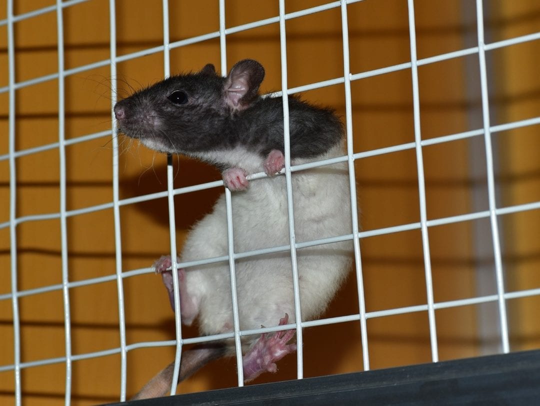Gitter hält Ratten vom Hühnerstall fern