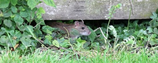 Ratten am Hühnerstall