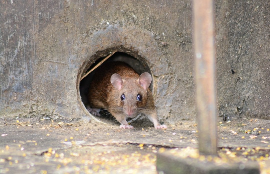 Ratte kommt aus Kanal