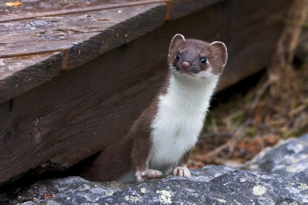 Wiesel am Hühnerstall