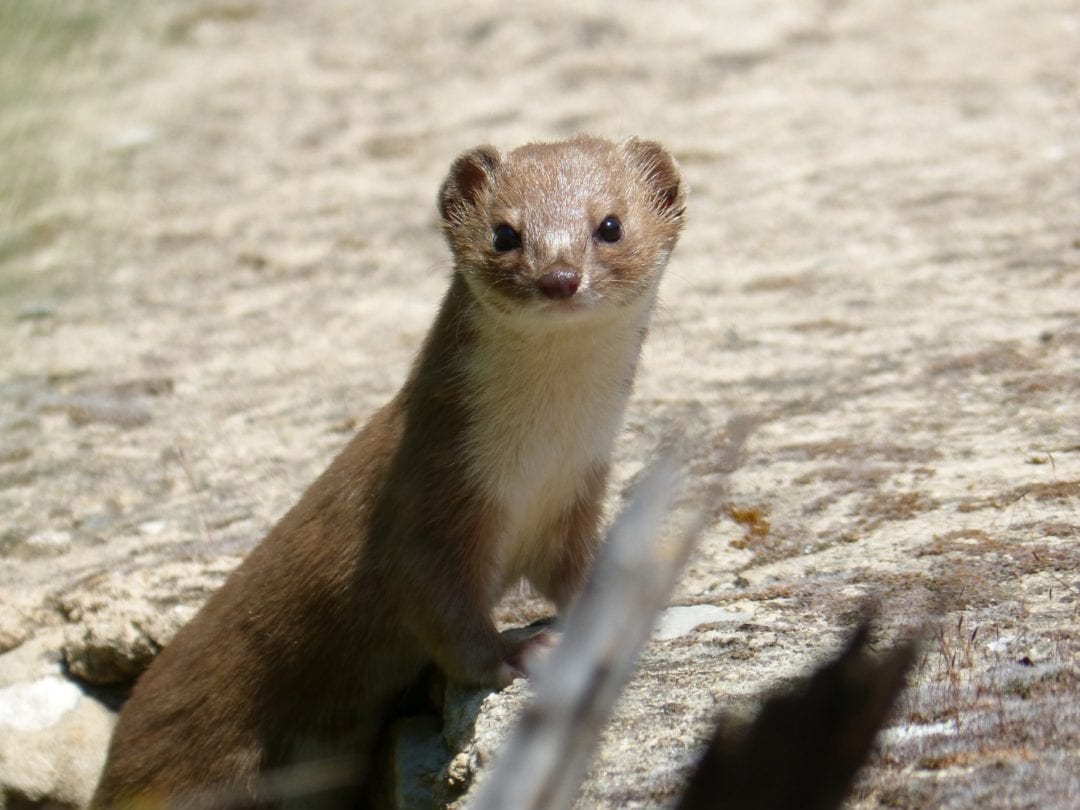 Wiesel im Portrait