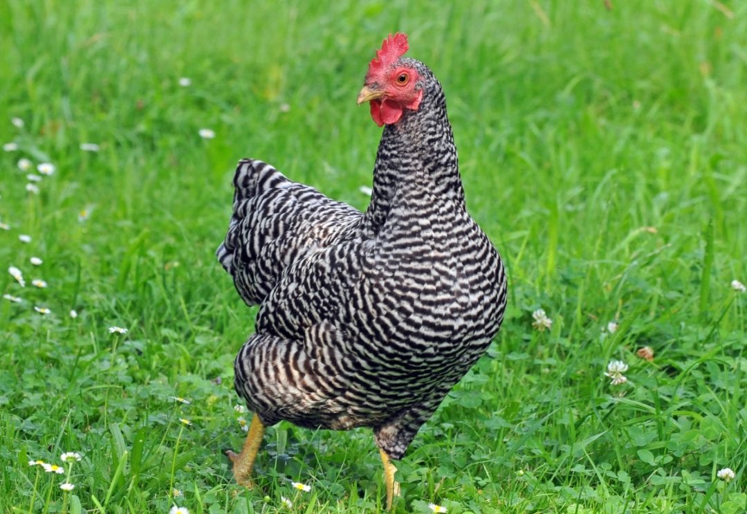 Leghorn Die Hühner können im ersten Legejahr bis zu 220 Eier legen