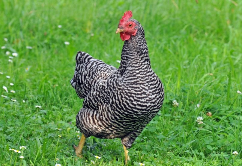 Amrock Huhn auf einer Wiese