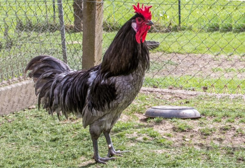 Augsburger Huhn - Der Hahn