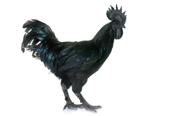 Ayam Cemani - Schwarze Hühner