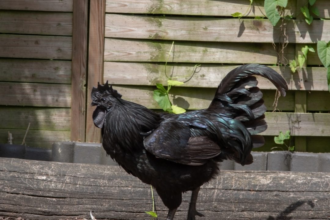Haltung der Ayam Cemani Hühner