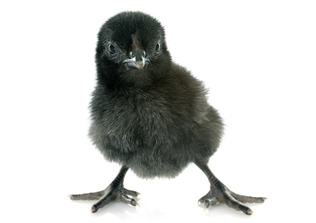 Ayam Cemani Küken