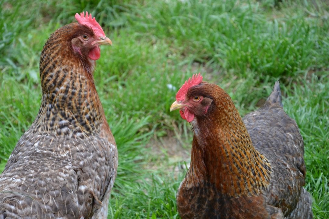 Bielefelder Kennhuhn Ruhig Robust Und Fur Anfanger Gut Geeignet