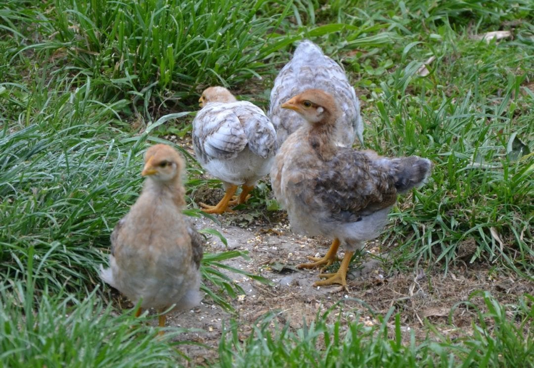 Bielefelder Kennhuhn Küken