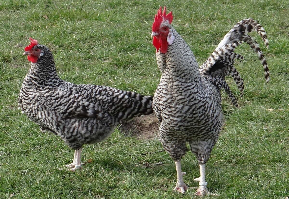 Deutsche Sperber Grosse Und Edle Huhner Mit Hervorragender Leistung